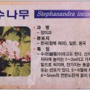 국수나무 이미지