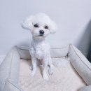 라그라스 그루밍 이미지