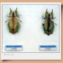 양지카운티 이미지