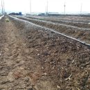 운교농장 | 블루베리 1농장 식재후기