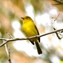 새들피아노 이미지