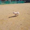 복돌이애견 이미지