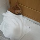 울 고양이 쵸파 목욕하는날 이미지