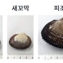 무공해옹기곱창막창구이 네이버블로그