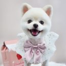 순심이 애견미용 이미지