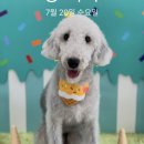 트리몽 이미지