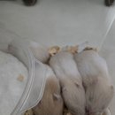 골든햄스터 무료분양합니다. 이미지