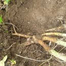 황기농장 이미지