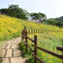 맑은물빛공원1 | ​[경남 함안 여행] 5월 꽃구경 끝판왕! 생태공원 금계국부터 뚝방길 양귀비까지