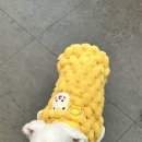 휘게 펫케어 이미지