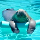 초이스바이반트 | [임산부가 된 수낳괴] 임산부 첫 수영🐬 (ft. 초이스바이반트)
