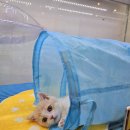 고양이분양 꽃개와 꽃냥 인천 청라점 | 먼치킨 인천고양이분양 꽃개와꽃냥 인천 청라점