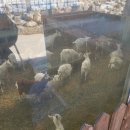 태백한우목장 이미지