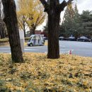 호랑이방앗간 서안성점 | 파인크리크CC 월요일 라운딩 가을바람 속 91타·버디 에피소드까지