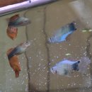 동탄이화유치원 이미지