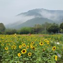 가을 해바라기가 피었네요 이미지