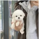 멍그레 | 인천애견분양 평생 친구를 만난 특별한 경험