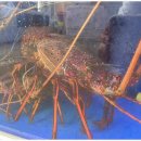 스시무사 이미지