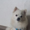 봉구 이미지