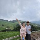 여름목장 | 강원도평창여행 대관령양떼목장 예약 할인받고 여름방문후기