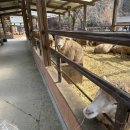 양춘만 | 서울 근교 양평 아이랑 가볼만한 곳, 양평 양떼목장 후기