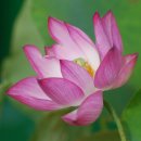 꽃보다 강쥐 이미지