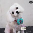 master grooming 이미지