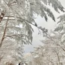 1100고지 휴게소 ↔ 제주시 방향 | 제주 1100도로 눈꽃 드라이브 제주도 겨울여행 1100고지 제주 눈썰매장 천백고지 CCTV 확인 방법