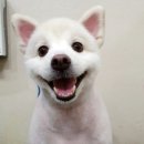 아지양 이미지