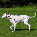 달마시안 이미지