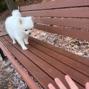 포포즈 반려동물 장례식장 경기광주점 이미지