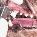 과천우주동물병원 이미지