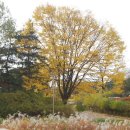 그리움 무 이미지