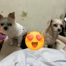 신백카센타 | 1월 30일~ 2월 12일 : 행복한 설