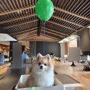 홍천밧데리 | 소노펫 홍천 골드스위트 파크뷰 애견동반 2박 3일 내돈내산 후기