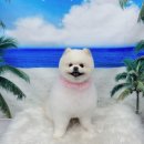 멍뭉이발소 이미지