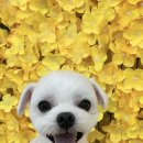 몽몽하개 이미지