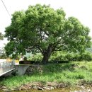 지슬1리 이미지