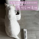 SBC | 강아지 고양이 바리깡 이발기 바비온 SBC-6630 후기