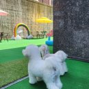 봉글봉글 이미지