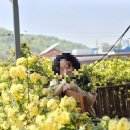 목향별관 | 부산근교 창원,진해 목향장미 핫플 &#39;가고파갤러리&#39; &#39;송학커피&#39; (4/24)