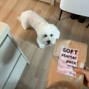 저단14 | [자연사료 후기] 포말리 소프트 상세 리뷰🤍 당일생산, 당일발송해주는 프리미엄 사료 리뷰