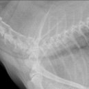 24시 서초바른동물병원 이미지