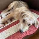 라피네 애견스파 이미지