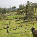 자연사슴농장 이미지