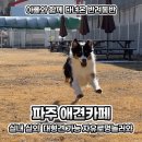 멍마실 | 경기도 파주 애견카페 실내 실외 운동장 대형견 가능 자유로멍놀러와