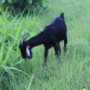 수양오리농장 이미지