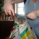 냥이시대 이미지