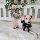 댕댕이 미장원 이미지