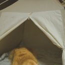 강아지네 애견하우스 이미지